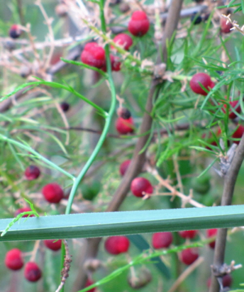 Asparagus racemosus eFlora of India